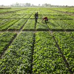 کشاورزی سنگال و حرکت چرخهای اقتصاد سنگال